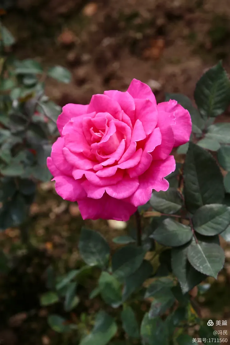 参观游览广州第三十二届园林博览会之云台花园